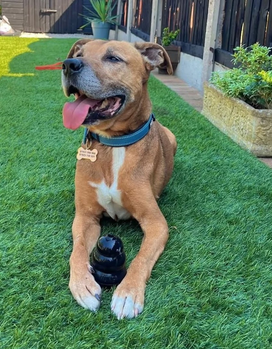 Senior Staffy Club Dog Rescue tweet media