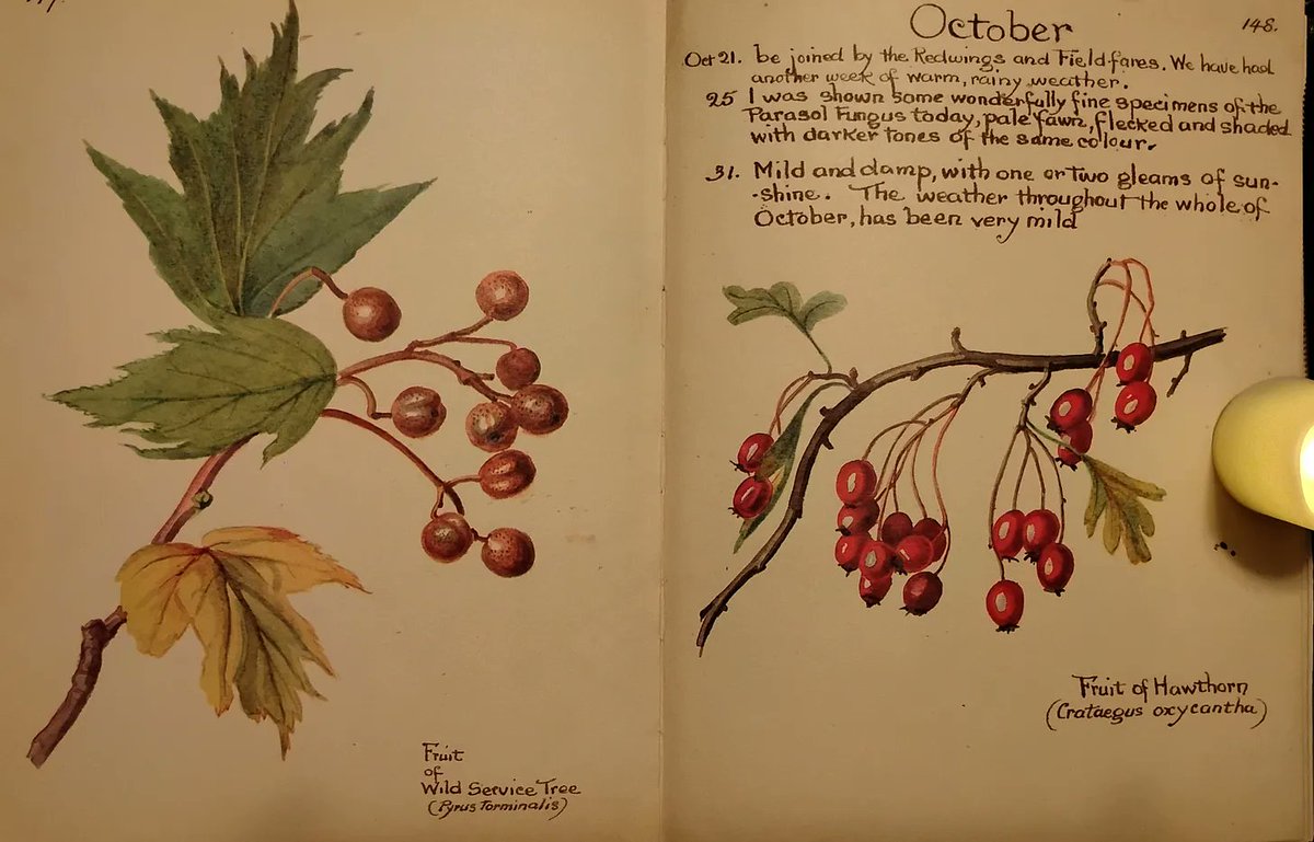 SketchesbyBoze's tweet image. October is my favorite time of the year, and today I want to look at the medieval origins, history, lore and strange traditions of this most splendid season. 

Thread: