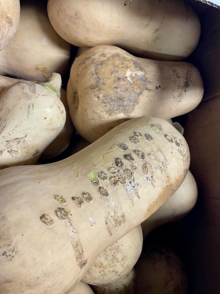 Freshly picked and delivered! Huge thanks to John from Beverly Farms Gardens for the beautiful onions and squash. These fresh veggies will go straight into nourishing meals for our guests.