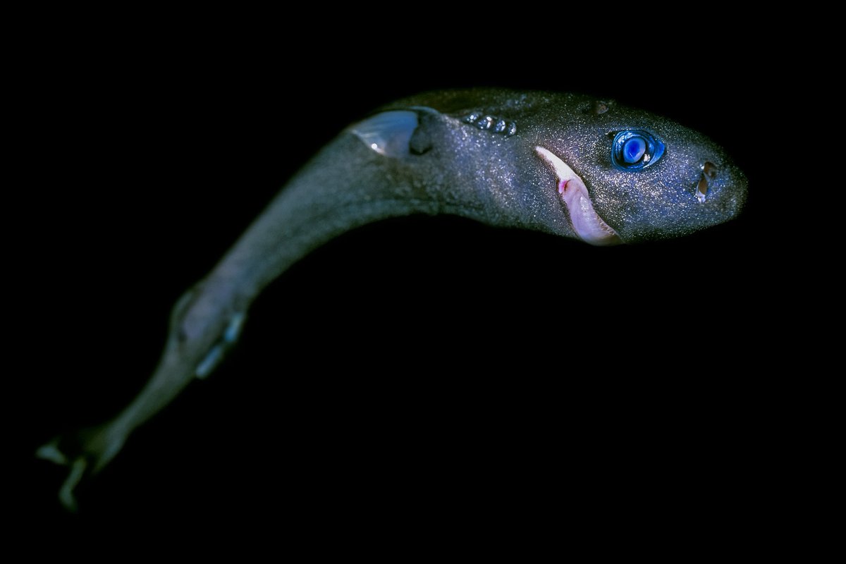 Aaron B. Judah 🔱 tweet media