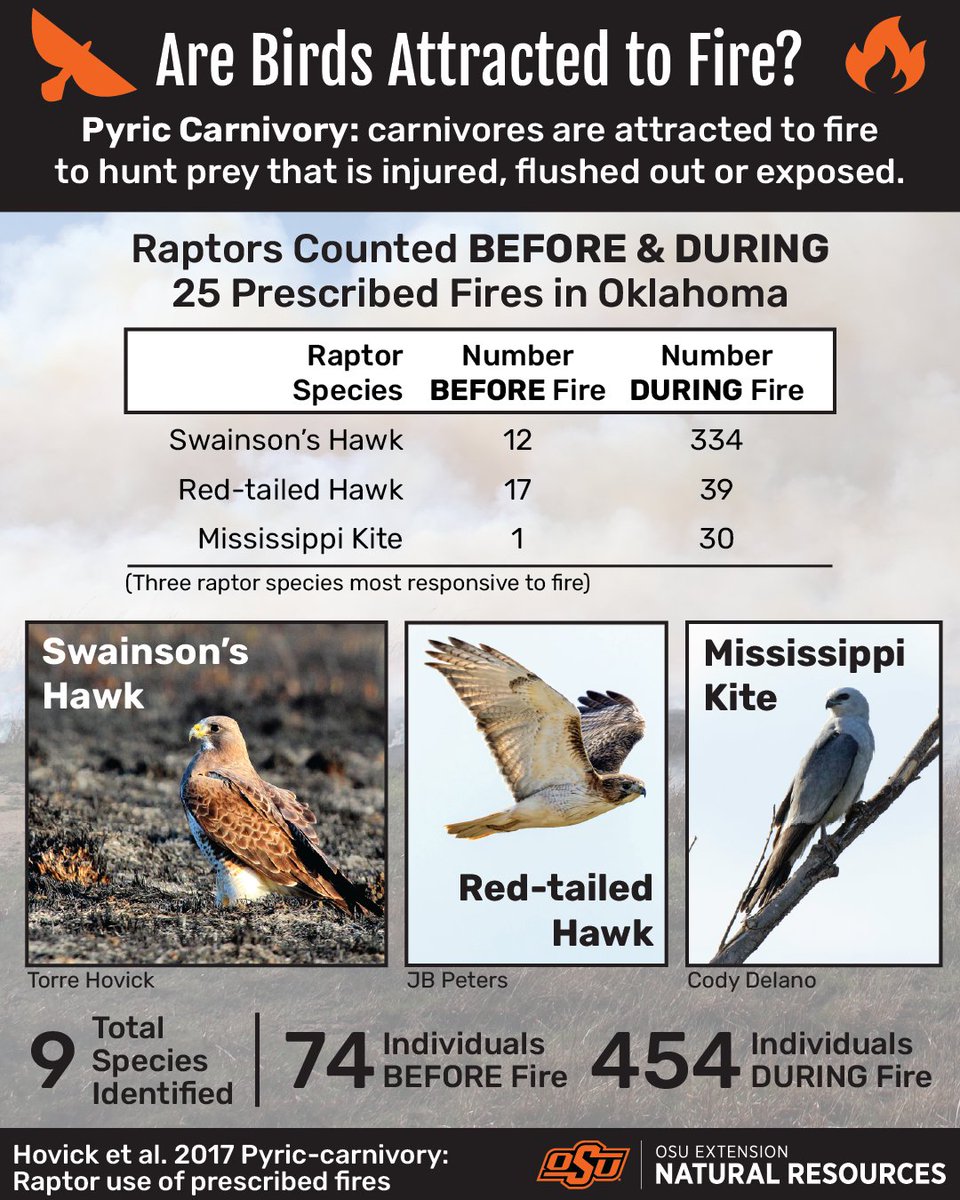 Are Birds Attracted to Fire?

Pyric Carnivory: carnivores are attracted to fire to hunt prey that is injured, flushed out or exposed.

Raptors counted BEFORE &amp; DURING 25 Prescribed FIres in Oklahoma
Swainson's Hawk: 12 Before Fire, 334 During Fire
Red-tailed Hawk: 17 Before Fire,
