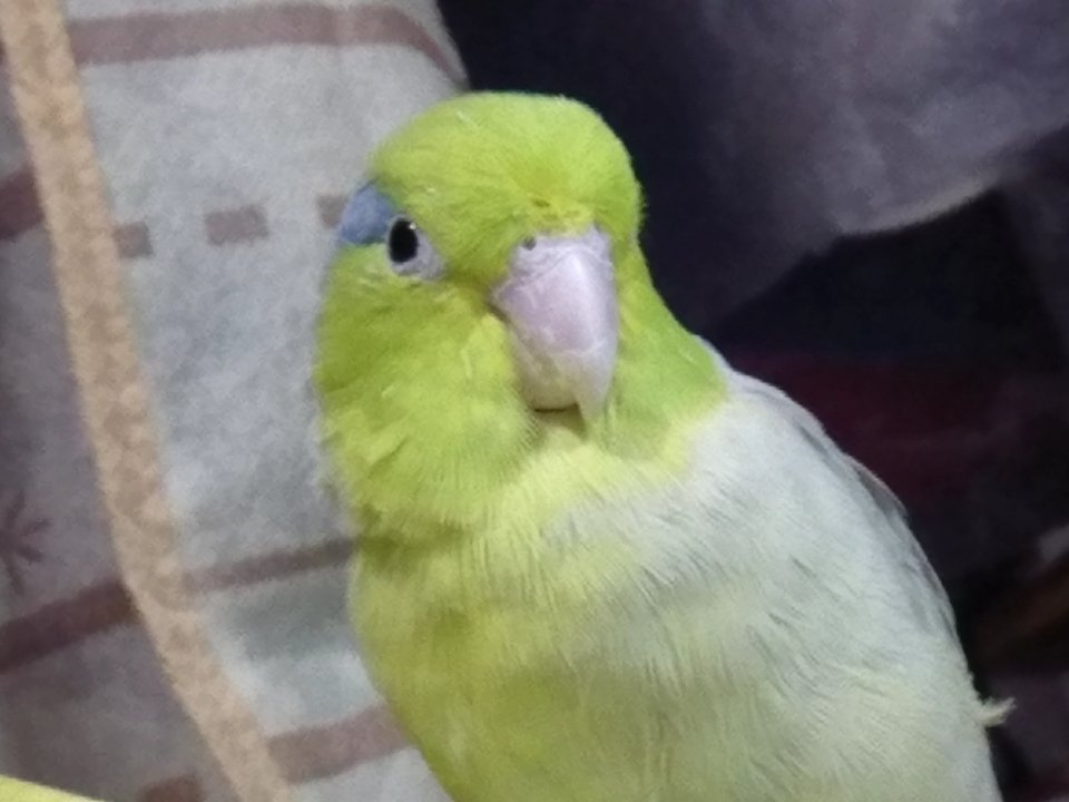 おはようございます😟
わさびが無事に帰宅出来ますように🙏⛩
あなたの近所や知り合いに緑色の小鳥が迷い込んで保護されていませんか？また一緒に暮らしたいです🙏
m(_ _)m
#拡散希望
#豆瑠璃羽
#マメルリハインコ
#わさび
#迷子インコ
#迷いインコ
#迷子鳥
#葵区東鷹匠