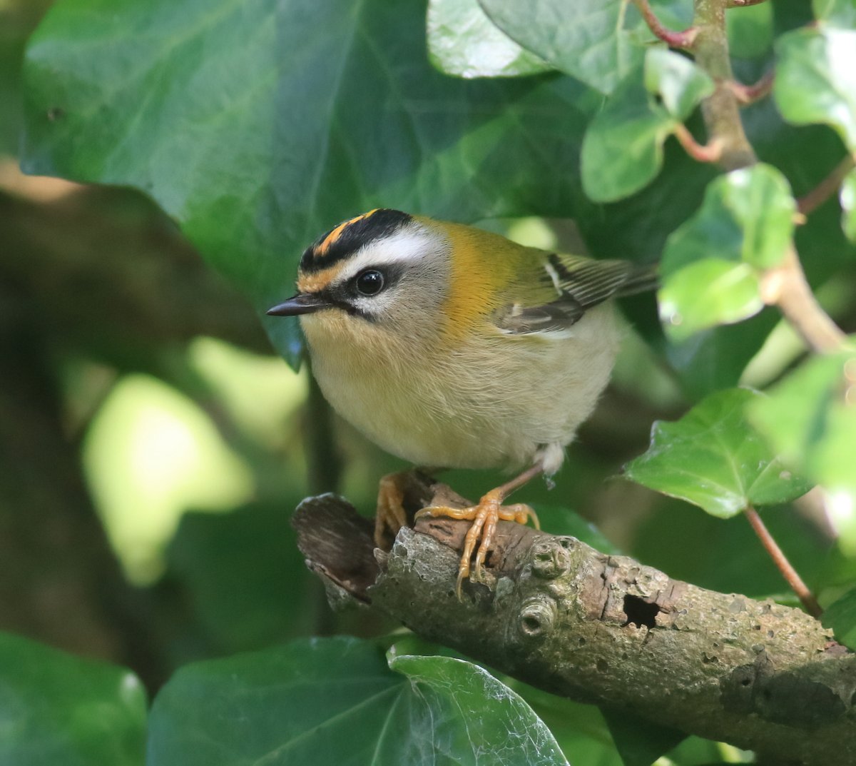 ChrisBuckland6's tweet image. Goldcrest stunning little birds Cornwall.