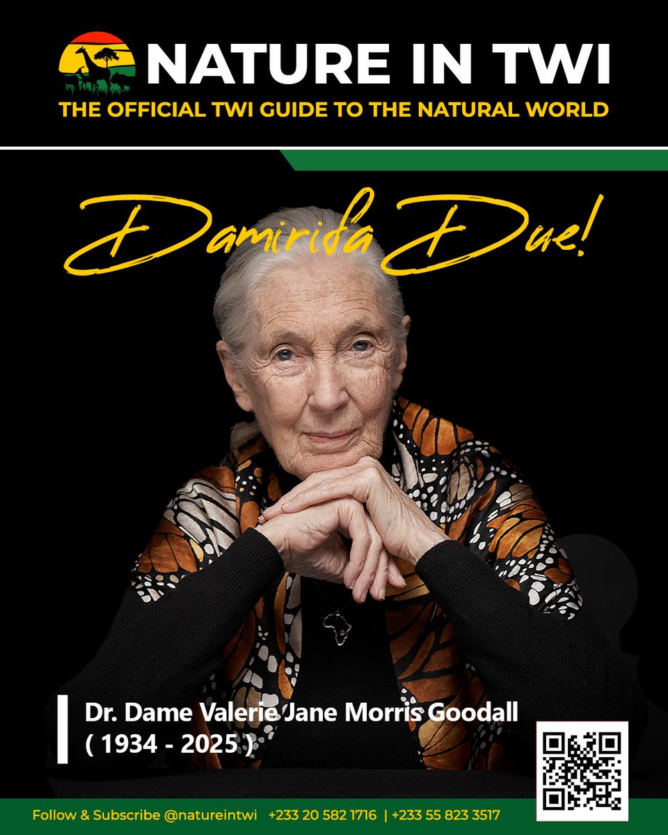 natureintwi's tweet photo. Dr. Jane Goodall kɔ akuraa. 
Maame yi abɔdeɛ nhwehwɛ mu aboa ama y’ate wiase yi ase paa. 
Esane sɛ ɔyɛ IUCN ni, Patron of Nature ne the Jane Goodall Institute ni nti no, ɔde ahoɔden soronko na ɛyɛ n’adwuma. 
Ne din wɔ abɔdeɛ nhwehwɛ mu ne ban bɔ no nnyira da!  
@BBCAfrica https://t.co/bbG3UpCLHK