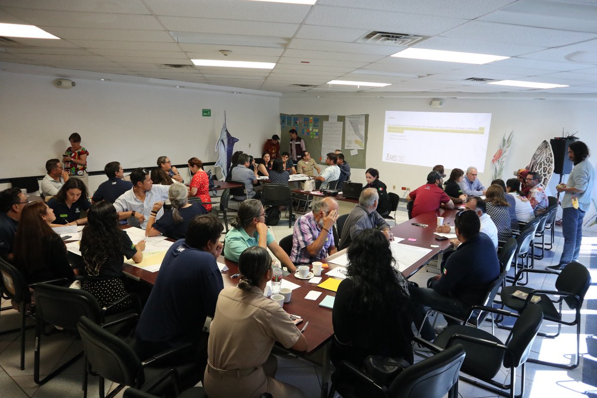 Para fortalecer el plan para el rescate de bosques de macroalgas, la administración de la Gobernadora <a href="/MarinadelPilar/">Marina del Pilar</a>, a través de la SEPESCA BC, está fortaleciendo la sensibilización y colaboración sobre esta problemática.

Más información aquí 👇
bajacalifornia.gob.mx/Prensa/Noticia…