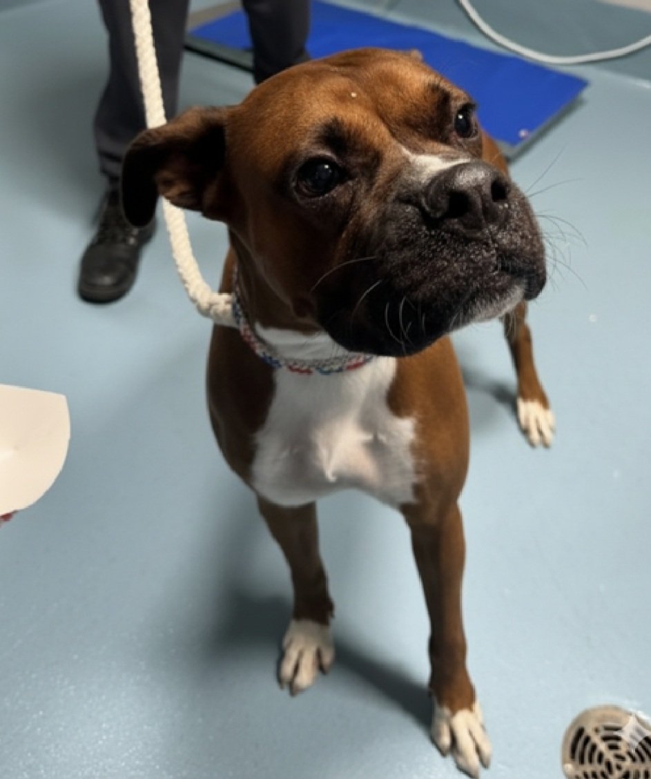 Morgan Fairchild's Dogs tweet media