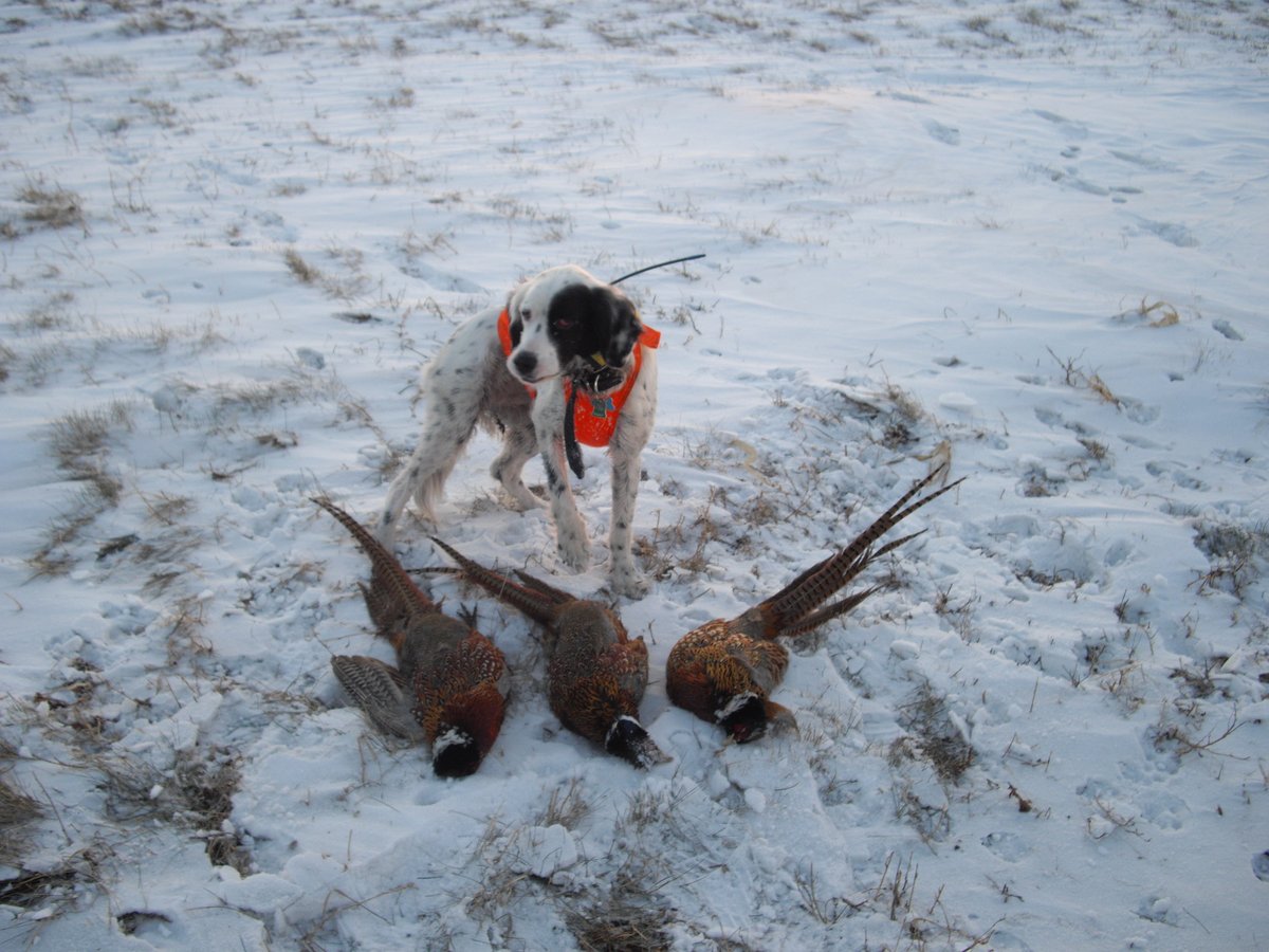 BirdHunter's tweet image. Scouting for Pheasant - onX Hunt Masterclass | Video 
ow.ly/OERi50X5Gyo