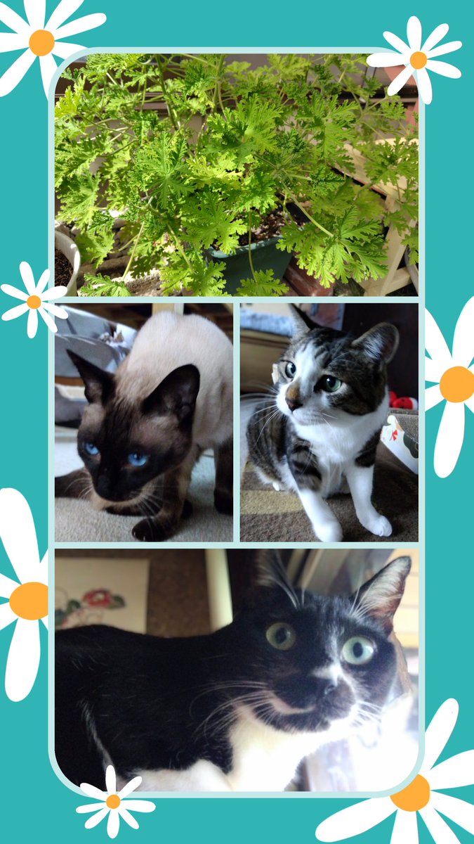 おはよ〜ございます✨
いつも見て頂きたくさんの
💞RPありがとうございます
キンキラ曜日もスリーにゃんズ
ヨロシクですよ～😽×3
#猫と暮らす生活🐾
#ローズ・ゼラニウム