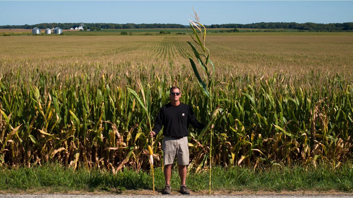 BayerTraits's tweet image. Check out what's being said about the #Preceon Smart Corn System and why shorter corn means bigger innovation. spr.ly/6017Acxhh

#InnovationInAction