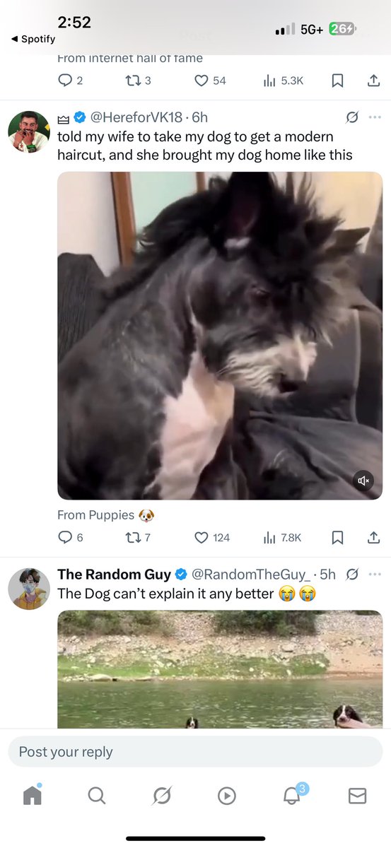 KapriKey's tweet photo. @HereforVK18 @PuppiesIover One of yall LYING !! https://t.co/IOoQqNYLG3