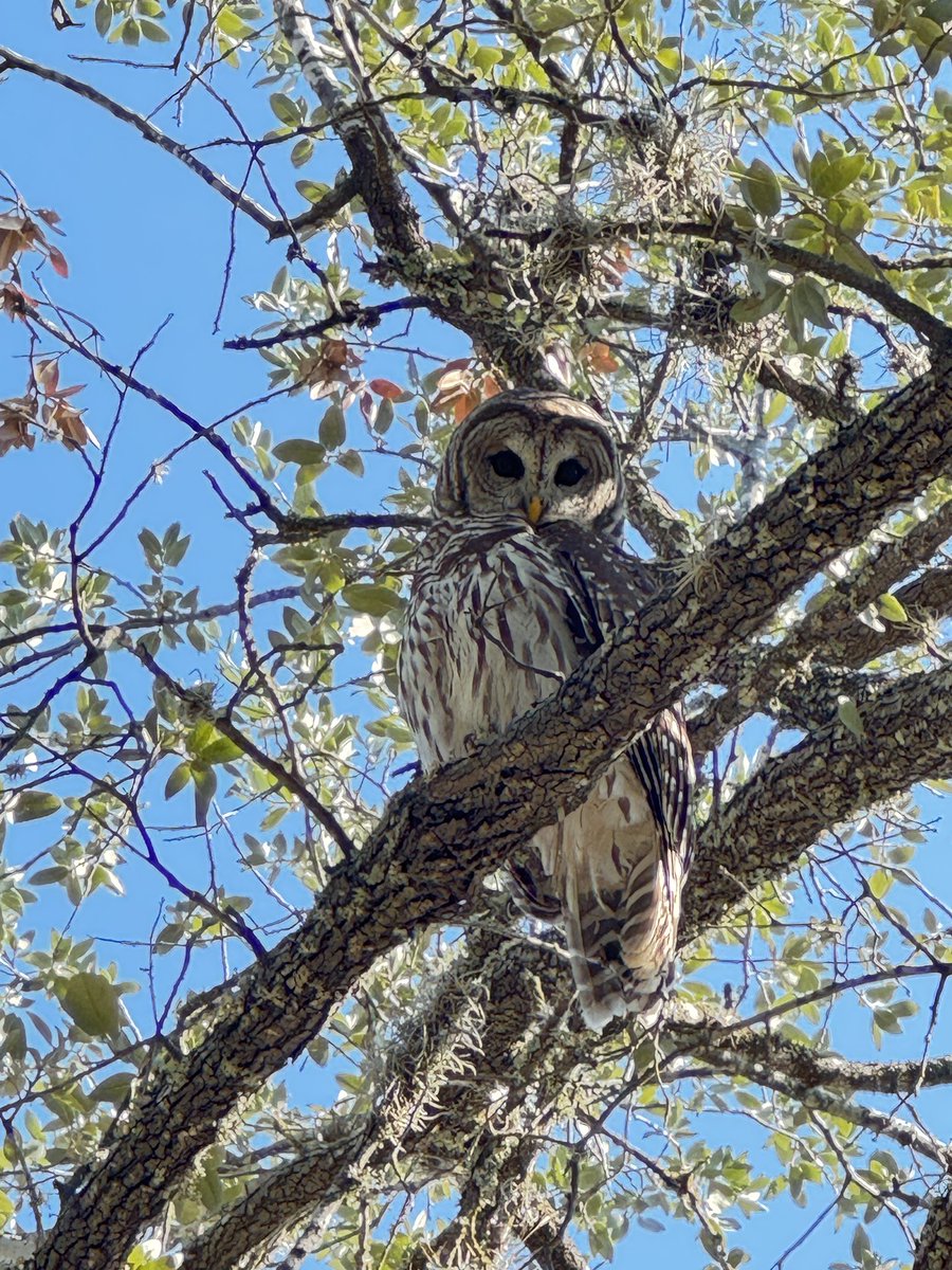 If you saw this beautiful owl at a house were potentially purchasing would see it as a good omen or a bad one?