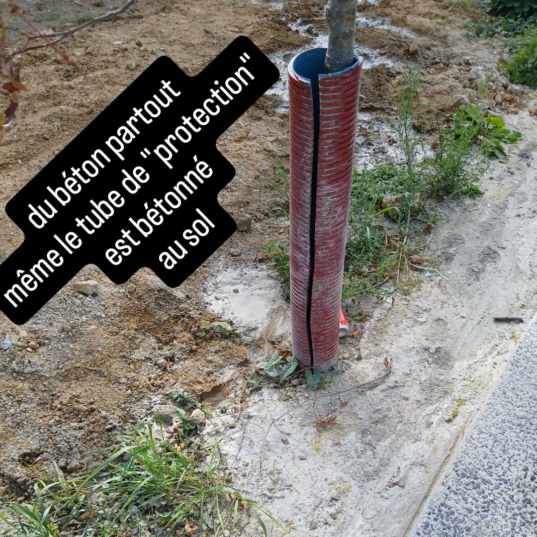 L'arbre ne bougera pas !