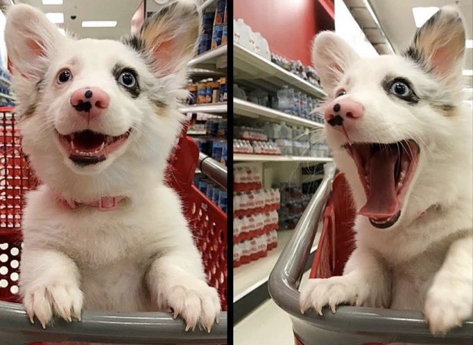Pawes_and_pups's tweet image. When your mum says you can have some treats ❤️