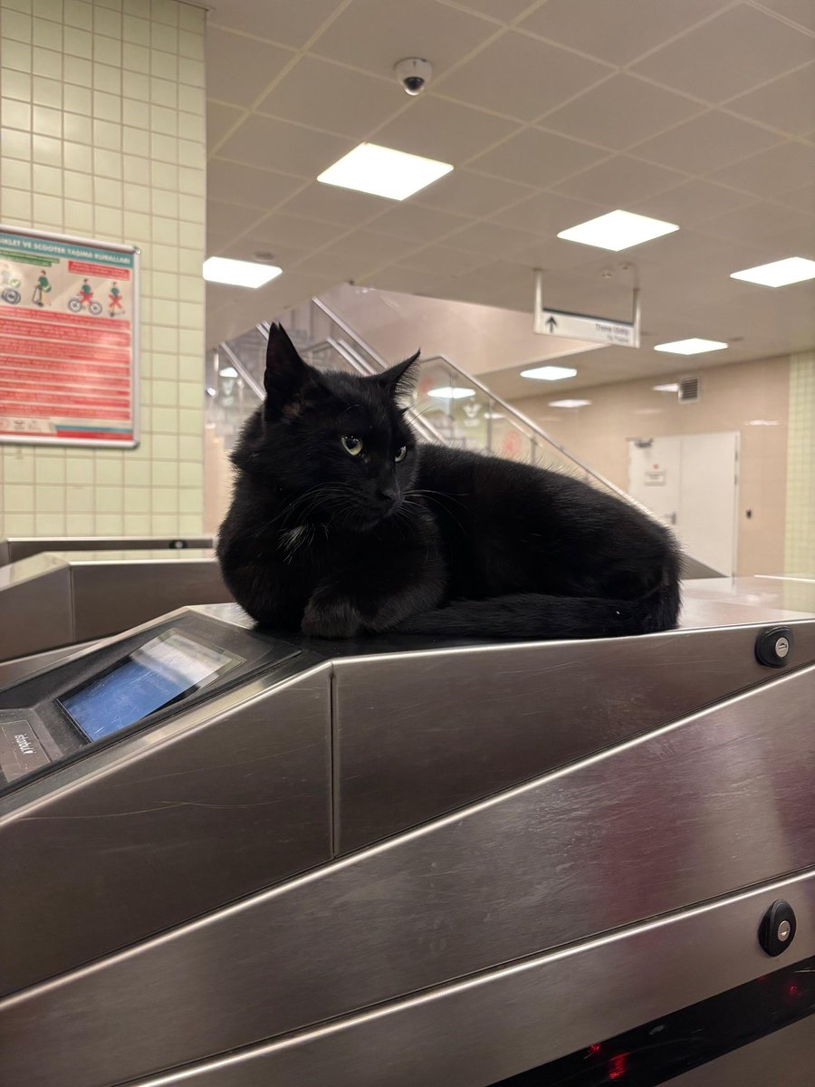 ✨ (@novagibi) on Twitter photo 