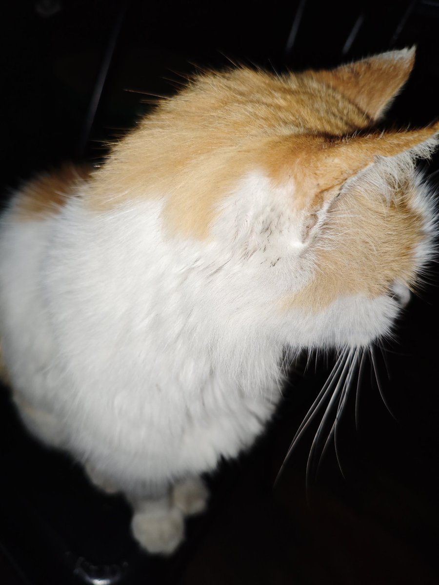 Libertada kedi