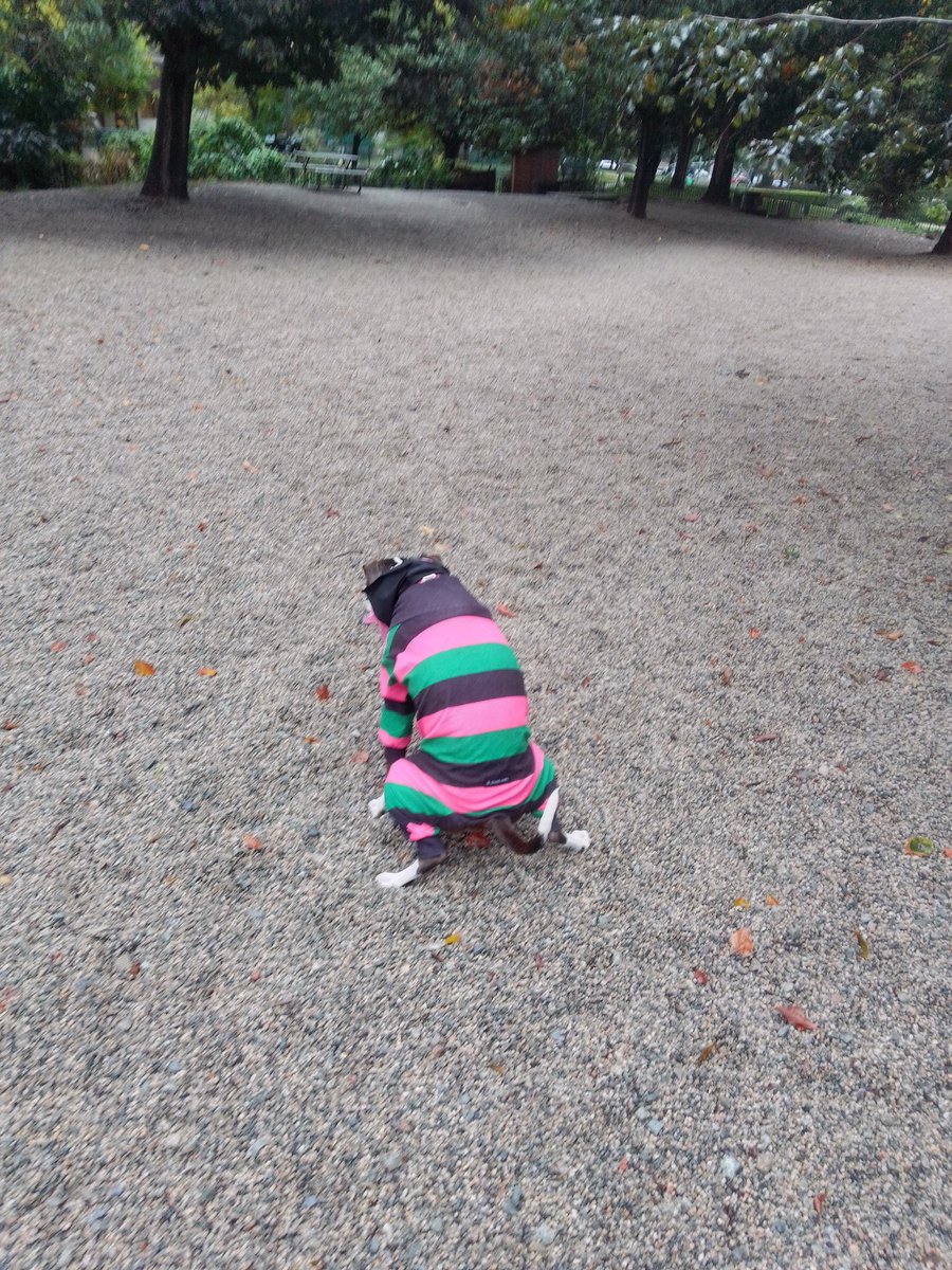 LebrockTony's tweet photo. Thur🌅🐕🏞️💙💙😆😂💙💙🐾Thing 1 & Thing 2🐾🫰😲🫰
#dogpee #dogspooping #pee
#funnypic #cantbreakme #ha #poophd #dogbusiness #pet #pmail #deliverysystem #piss
#cantbelieveipostedthis #MadamRiley #omg #funny https://t.co/957h427vZZ