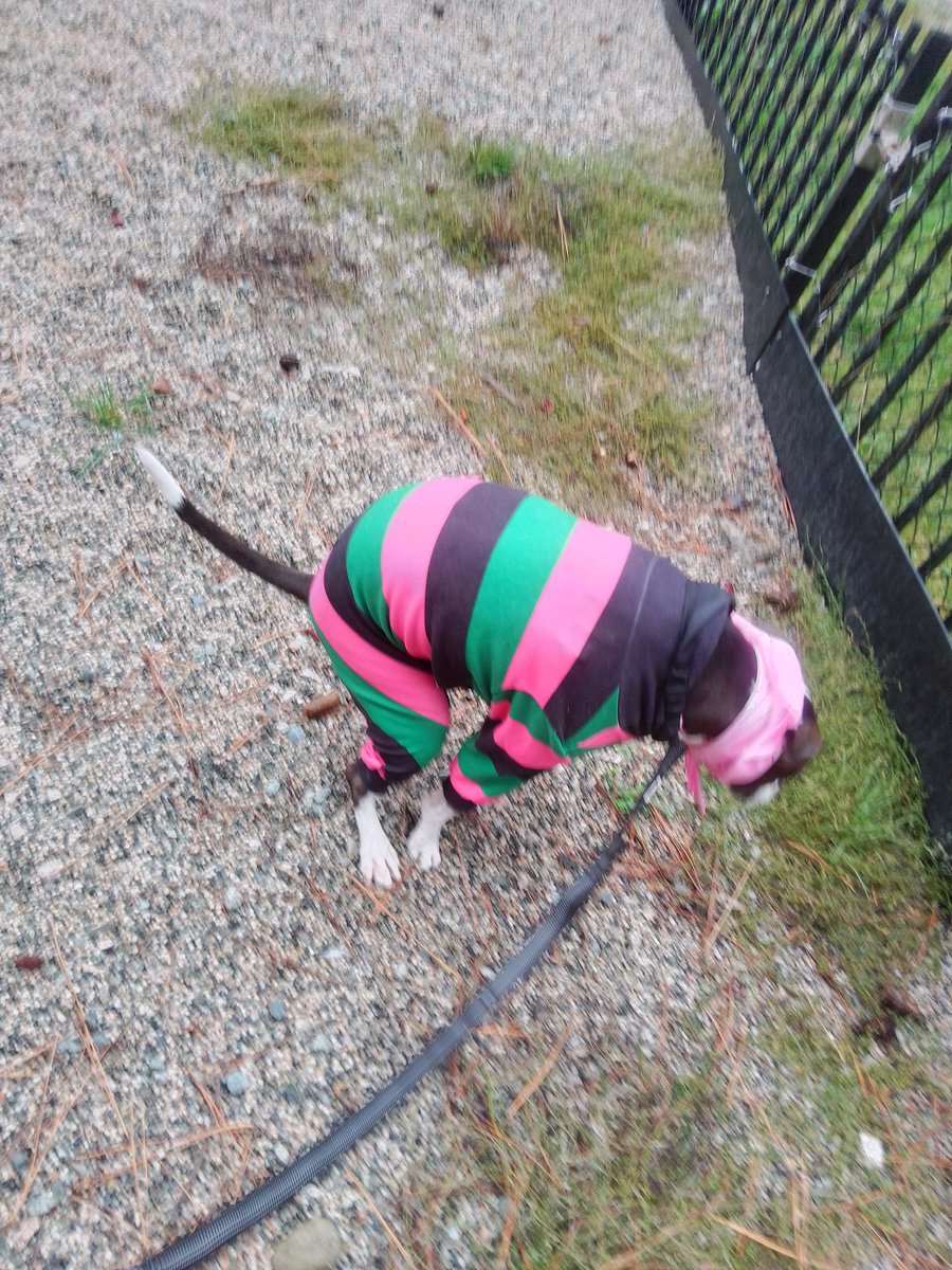 LebrockTony's tweet photo. Thur🌅🐕🏞️💙💙😆😂💙💙🐾Thing 1 & Thing 2🐾🫰😲🫰
#dogpee #dogspooping #pee
#funnypic #cantbreakme #ha #poophd #dogbusiness #pet #pmail #deliverysystem #piss
#cantbelieveipostedthis #MadamRiley #omg #funny https://t.co/957h427vZZ