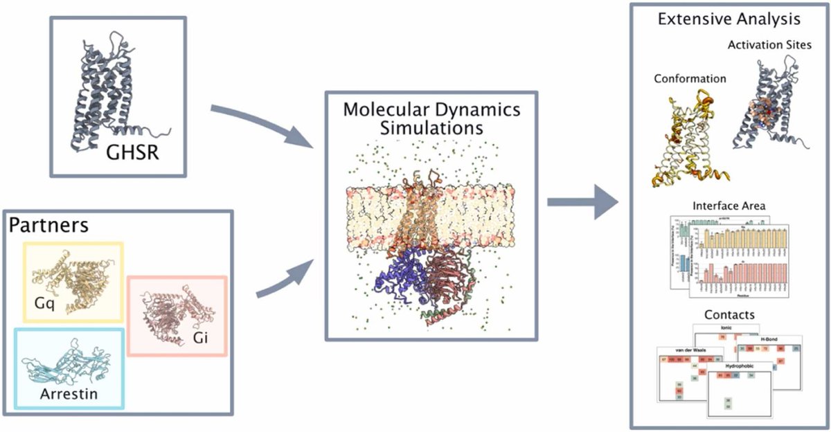🔗 An atomic look at the interface of GHSR and its partners. DOI: doi.org/10.1016/j.csbj…

📚 CSBJ: csbj.org

#GPCR #GhrelinReceptor #StructuralBiology #MolecularDynamics #DrugDiscovery <a href="/CSB_Journal/">CSBJ</a>