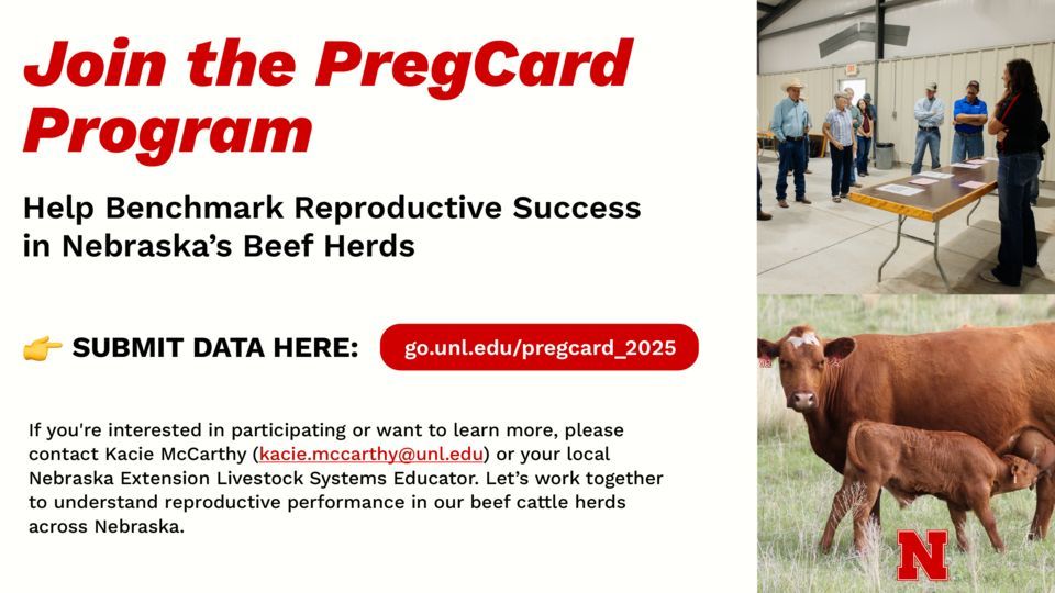 wcreec's tweet image. Join the PregCard Program and help benchmark reproductive success across Nebraska’s cow herds. By sharing your pregnancy check data, you’ll gain valuable insights and contribute to statewide research that supports better herd management.
Learn more ›› buff.ly/ohIuyol📲