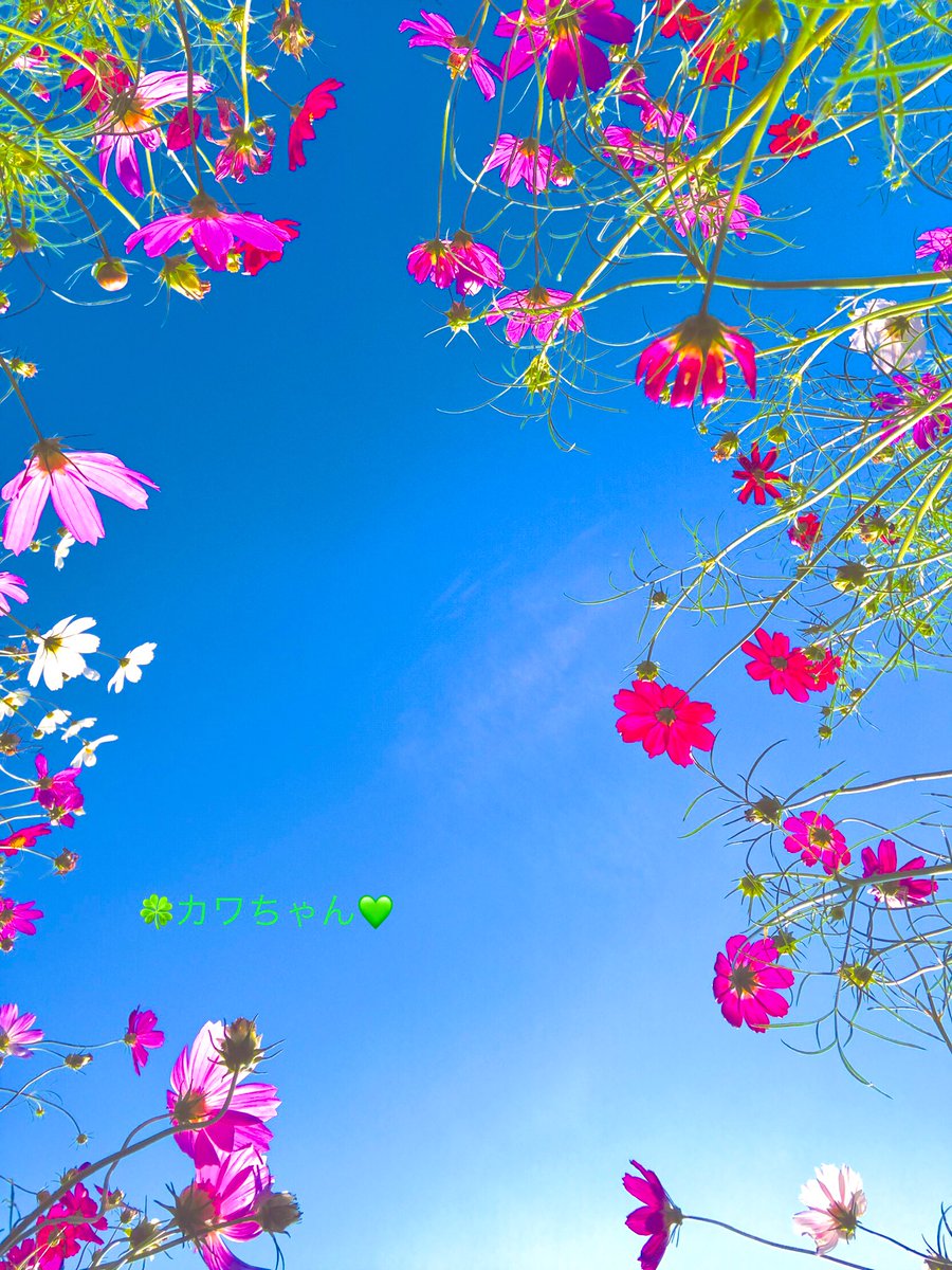 １０月３日(金)おはよう御座います🤗

青空🟦の下
コスモス街道より🌸

今週も有難う御座いました😇