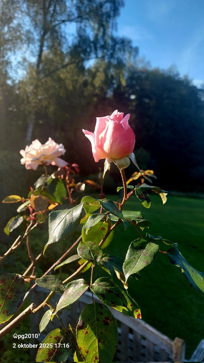 Meanwhile, it is October and the roses are still blooming, and how beautiful they are 
#love #Roses #flowers  #PinkOctober
