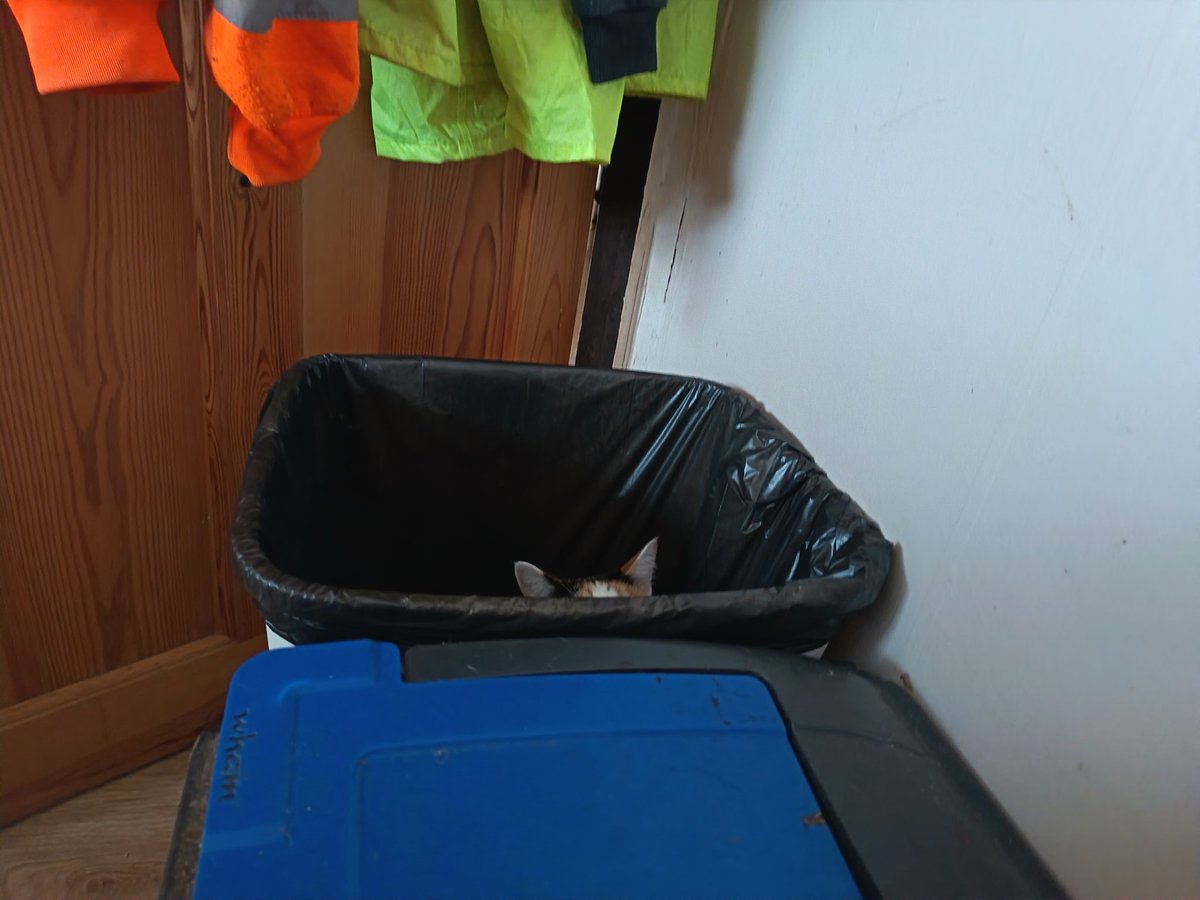kethni's tweet photo. This idiot, sat in the BIN, meowing at me every couple of minutes because her Garbage Fort requires acknowledgement. https://t.co/e2wqyuv5Ft