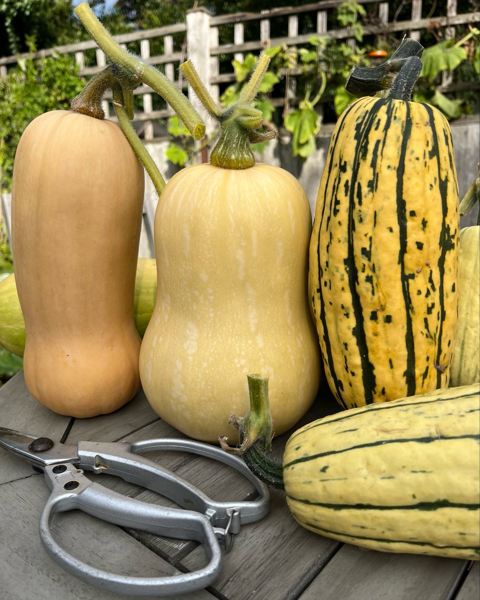 Squash harvest… not as many as previous seasons but they’re a good size! 💚 #inmygarden