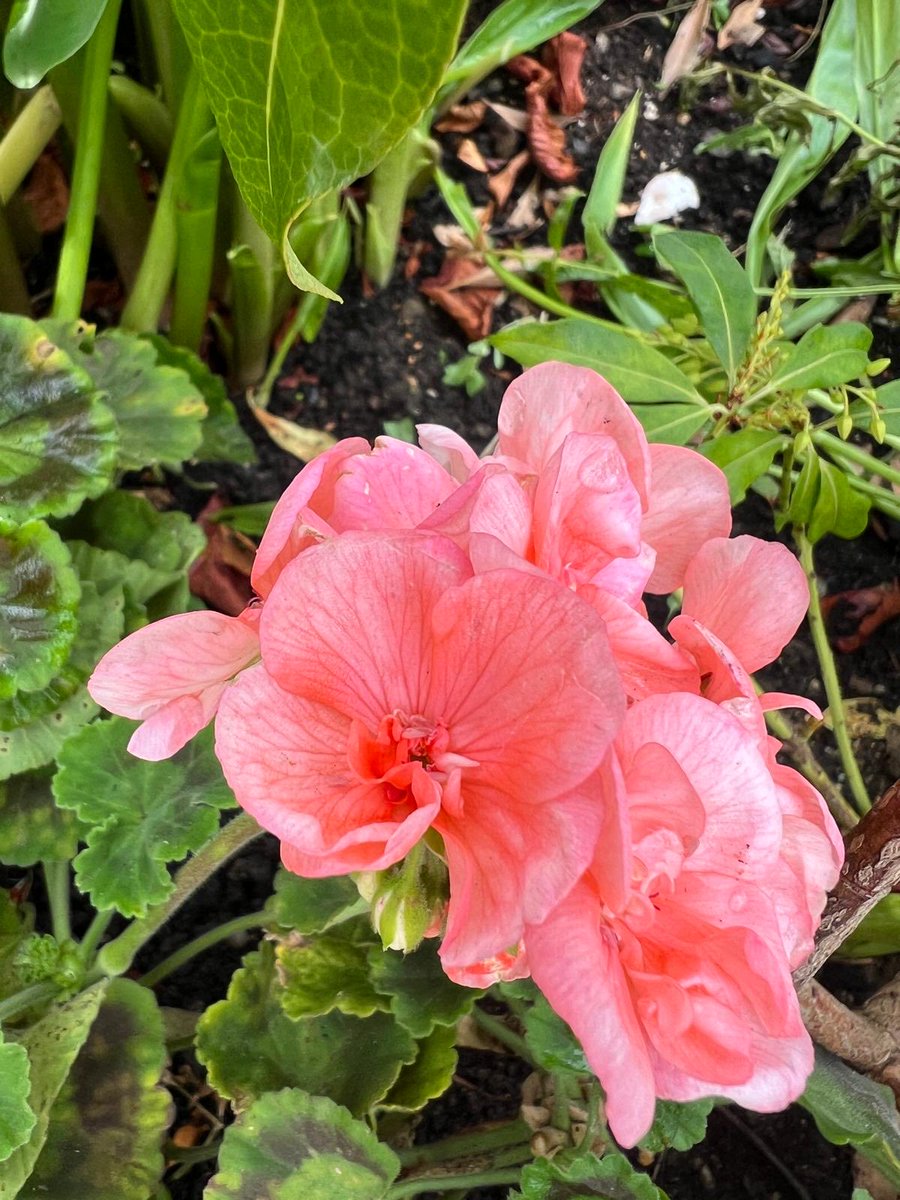 Our community plants managed by the BVBA gardening volunteers led by Jane Lyons are looking extra beautiful today. Thank you Jane and team!