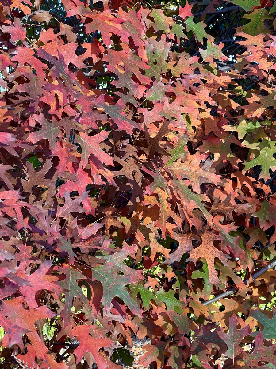 Hello Fall. It’s good to see you again.