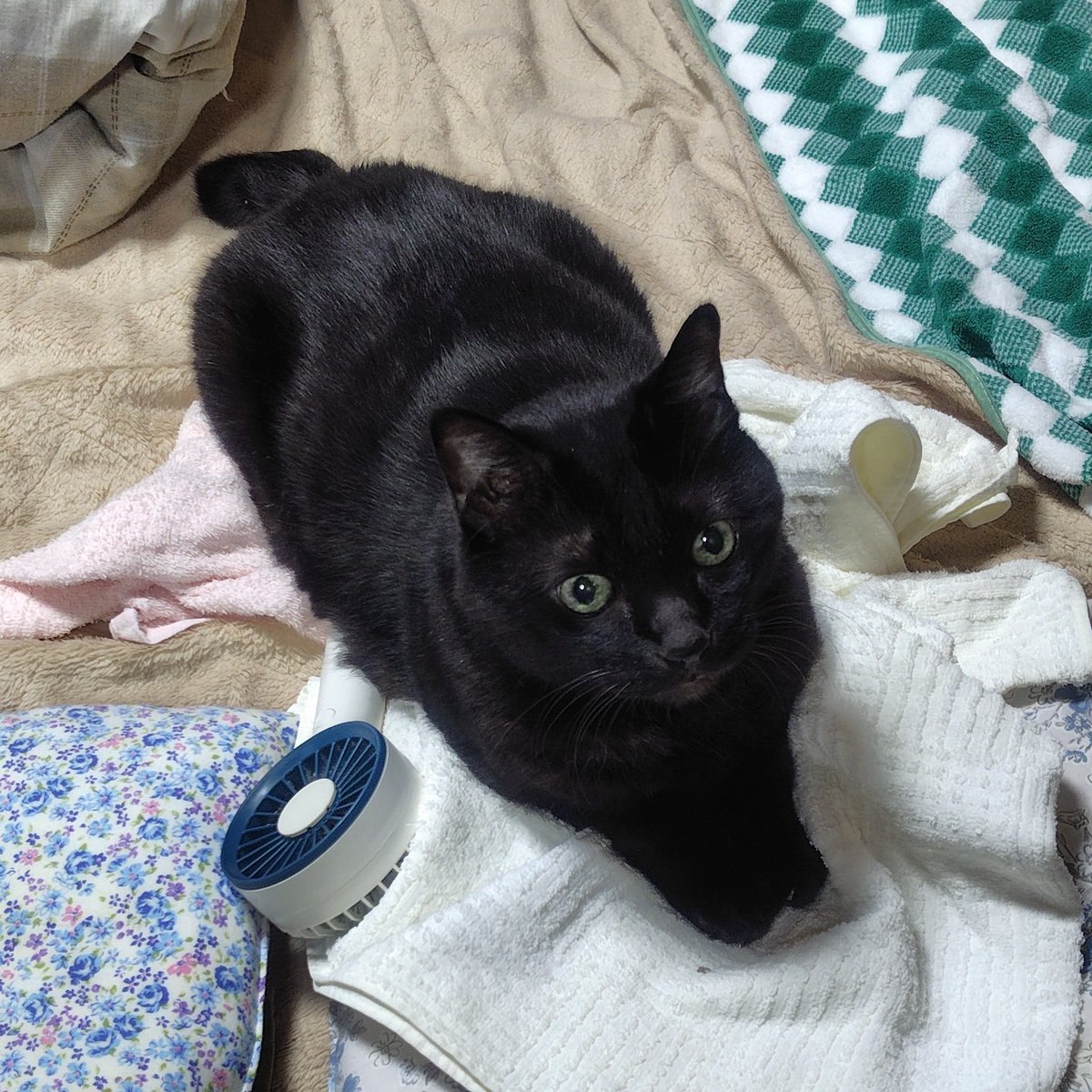 黒猫 Yahoo!オークション - saf 猫 黒猫 和猫 猫の日 ワイルド 羊毛