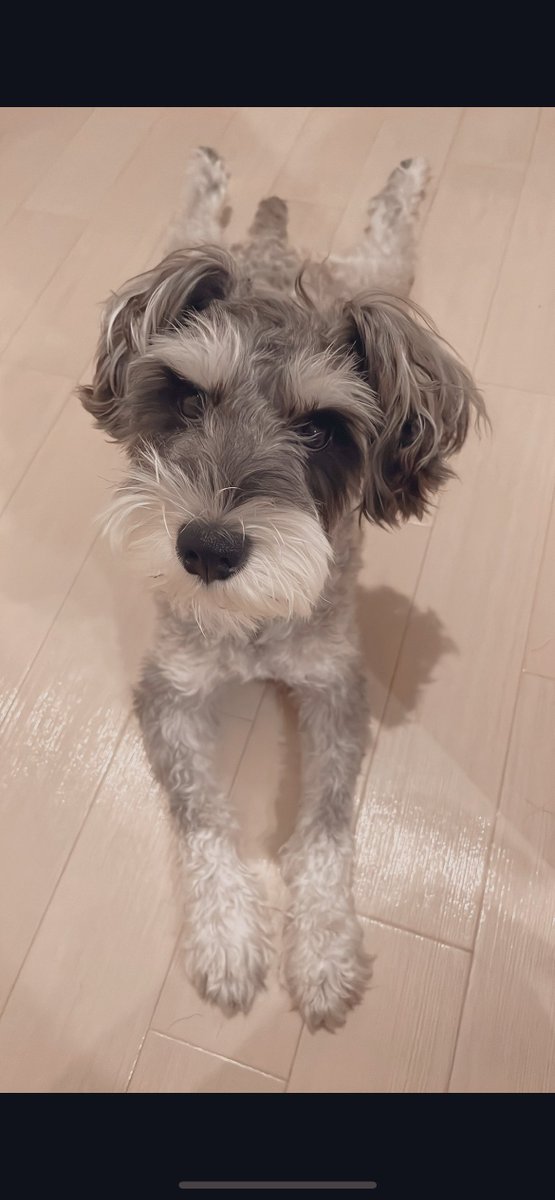 害がないなら飼い主さんの自由だと思うけど、うちのブラザーこんな事しなくてもキュートです🐶 