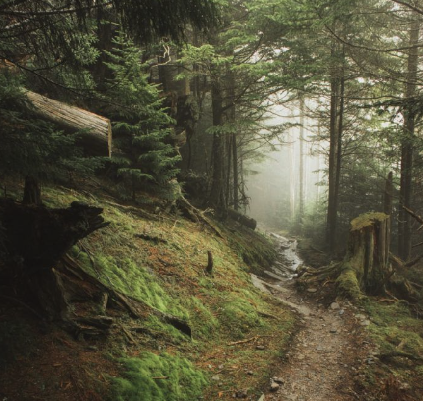 WHAT WE BECOME=Severance x Never Let Me Go x Nine Perfect Strangers — a #SpecFic thriller about memory, guilt, &amp; the stories we tell to survive.
🧠Biotech
💘Trauma bonded romance
✍️Unreliable narrator 
🤯 Shutter Island vibes 
🌲Strangers on "healing retreat"
#writingcommmunity