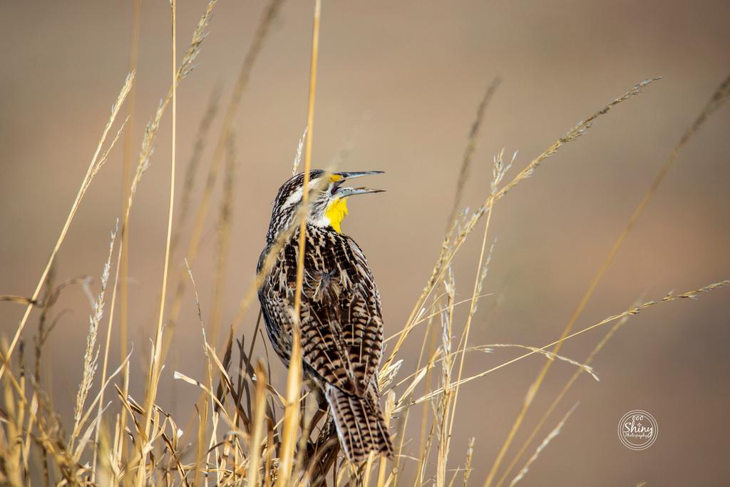 oooshinyphotos's tweet photo. Eastern Meadowlark Perched on Wild Wheat
#easternmeadowlark #meadowlark #bird #animal #wildlife #nature #RocktMountainArsenal #CommerceCity #Colorado #Canon #Tamron #photography #birdphotography #animalphotography #wildlifephotography #naturephotography #Coloradophotography
1/2 https://t.co/k3ioTYb2bL