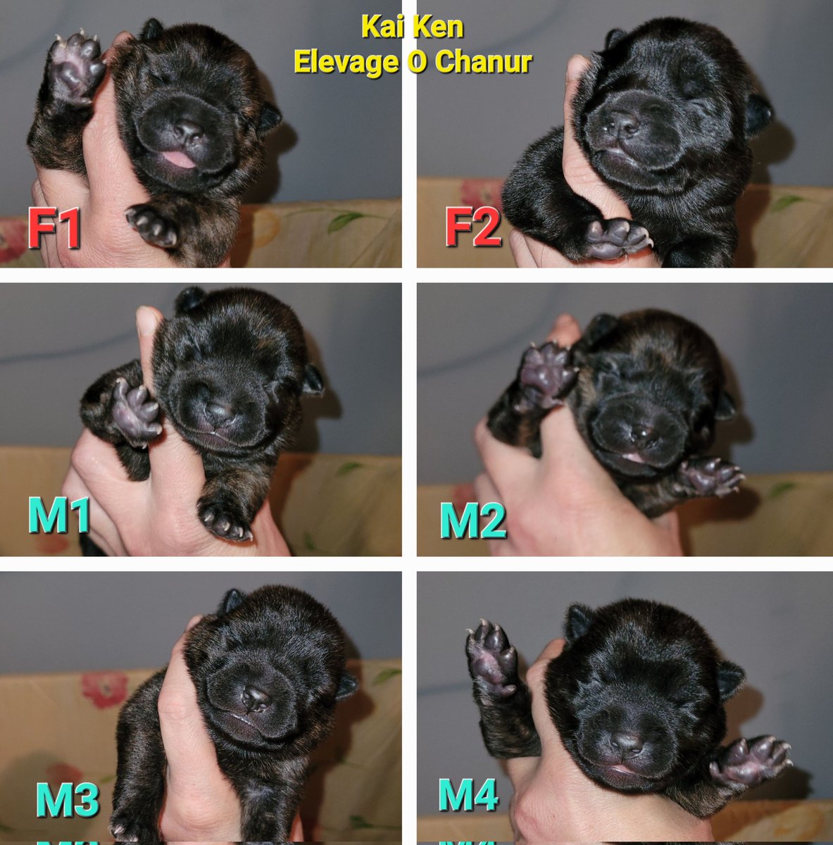 Portrait des 6 chiots Kai ken de Kiriko 😃🐺
Les mâles du plus clair au plus foncé 😉 
Portrait of Kiriko's 6 puppies 😃🐺 so lovely !
#甲斐犬 #Kai #kaiken #chiotkaiken #kaikenpuppy #elevagekaiken #elevagecanin