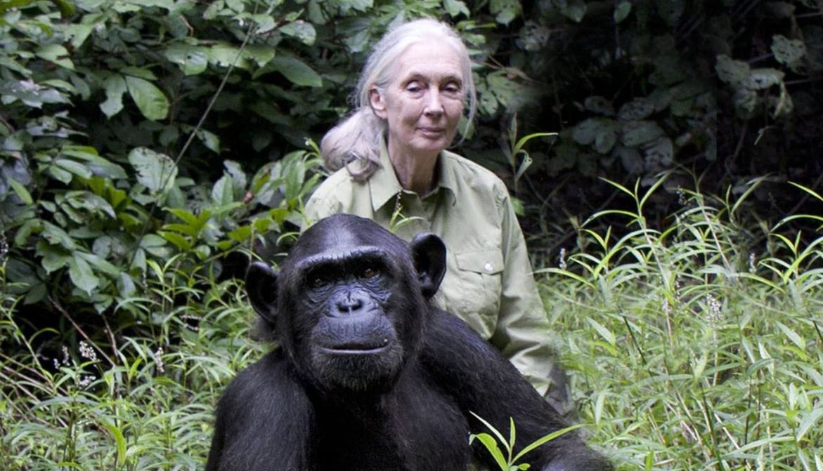 Le Renard 🦊🎗 (@renardesneigesl) on Twitter photo Pas un mot pour les décès de <a href="/JaneGoodallFr/">Jane Goodall France</a> dans les actualités..... tout sur la #FlotillaGaza où perso, je m'en fiche de ces clowns..
Ce monde me dégoûte vraiment 🤦♂️😡
#JaneGoodall Pas un mot pour les décès de <a href="/JaneGoodallFr/">Jane Goodall France</a> dans les actualités..... tout sur la #FlotillaGaza où perso, je m'en fiche de ces clowns..
Ce monde me dégoûte vraiment 🤦♂️😡
#JaneGoodall