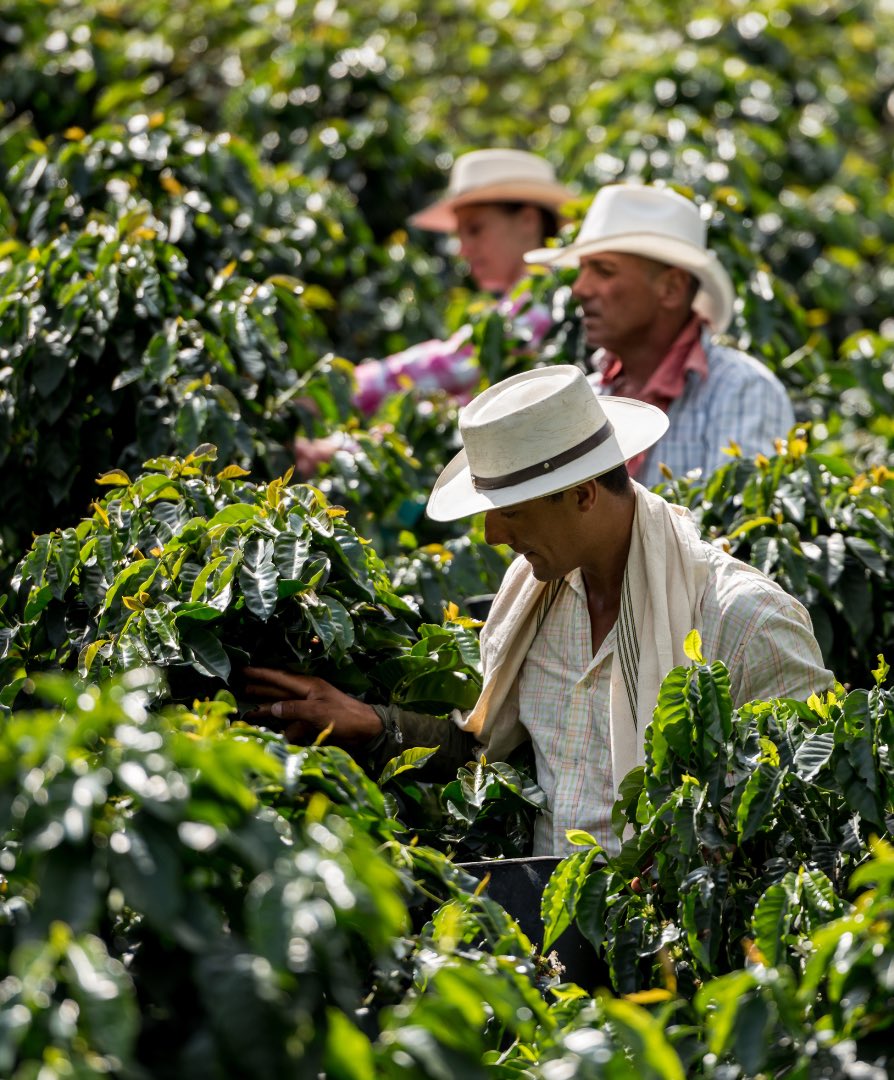 Marley Coffee tweet media