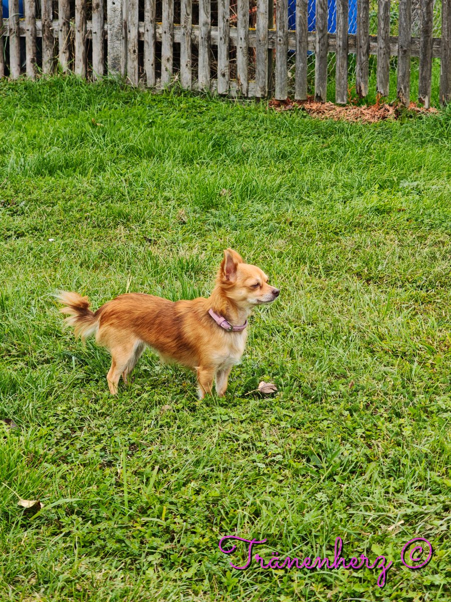 Ich wollte nur mal kurz vorbei schauen, und sagen mir geht es gut. ♥️ 

Liebe Grüße eure Ronja June. 🦊