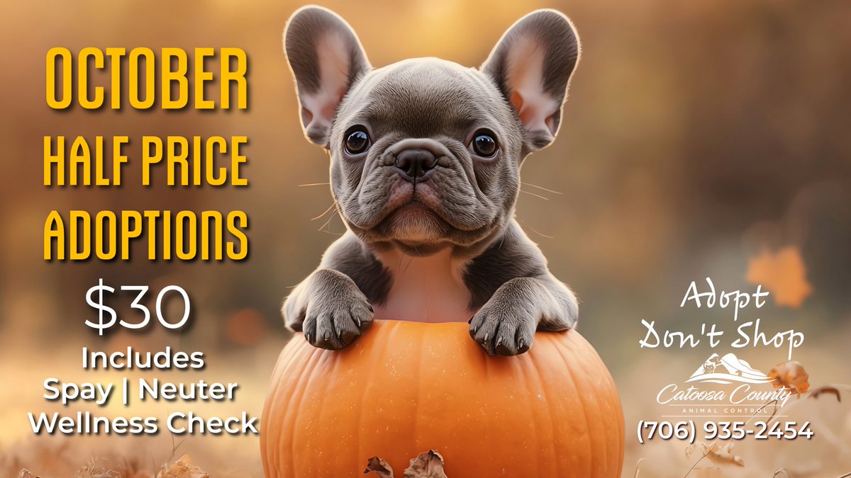 1/2 price adoptions thru October! Great cats &amp; dogs available. Visit Catoosa County Animal Shelter @ 101 Allmond Trail, Ringgold or call 706.935.2454. 
<a href="/catoosaconnects/">Catoosa County Chamber of Commerce</a> <a href="/CatoosaSchools/">Catoosa County Public Schools</a> <a href="/WRCBtv/">WRCB</a> <a href="/newschannelnine/">WTVC NewsChannel 9</a> <a href="/wdefnews12/">WDEF News 12</a> <a href="/Chattanoogancom/">Chattanoogan.com</a> <a href="/TimesFreePress/">Times Free Press</a>
