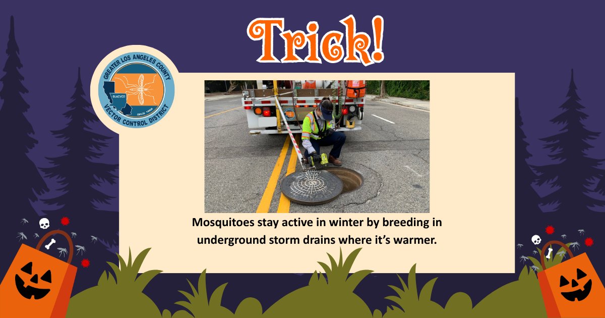 GLAmosquito tweet media