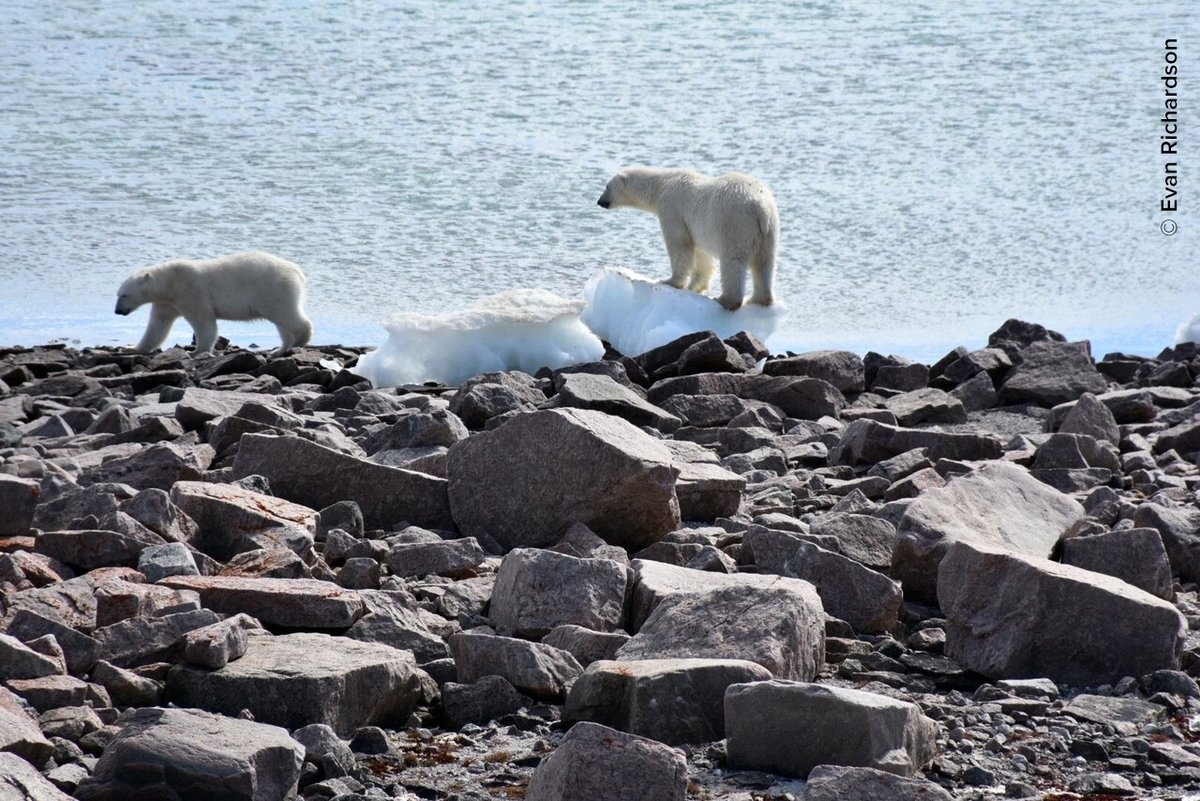 environmentca's tweet image. There’s still time to let us know what you think about the Federal Management Plan for #PolarBear in Canada!

Help us conserve this iconic species and have your say by October 15, 2025: ow.ly/3oAC50Wvueb 

#SpeciesAtRisk