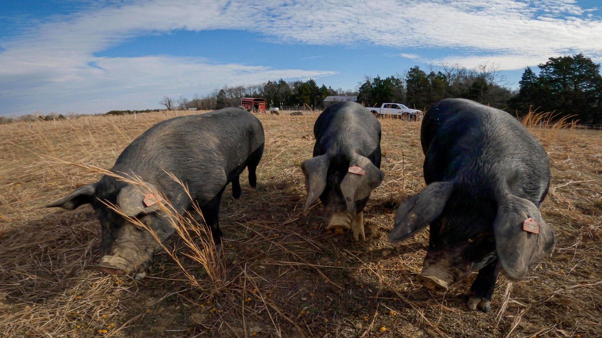 It's #NationalPorkMonth! See how researchers at land-grant universities across the country are working together to improve swine management, protect swine welfare, and improve pork quality: bit.ly/MRF-swine 

#porktober <a href="/USDA_NIFA/">NIFA</a> @AgisAmerica