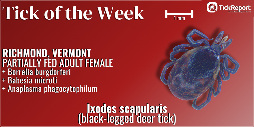 This female black-legged deer tick from Chittenden County, Vermont, was carrying THREE pathogens: Borrelia burgdorferi (Lyme disease), Babesia microti (babesiosis), and Anaplasma phagocytophilum (anaplasmosis).