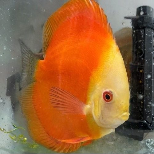 WattleyDiscus's tweet photo. The color of these Tangerine Dreams is a standout in any discus tank! They have a predominant orange coloration throughout their entire body.
Learn more at https://t.co/7g1VPqRx3t
#TangerineDreams #DiscusFish #AquariumGoals #Wattleydiscus #VibrantFish #FreshwaterAquarium https://t.co/wcz6eEfyOr