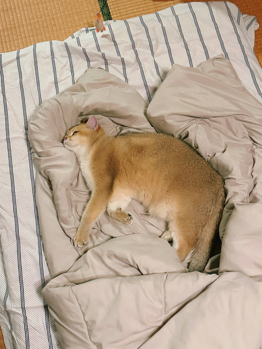 ゆぴ 様 🐟ゆぴ🐟 (@yu_pi96) / Posts / X