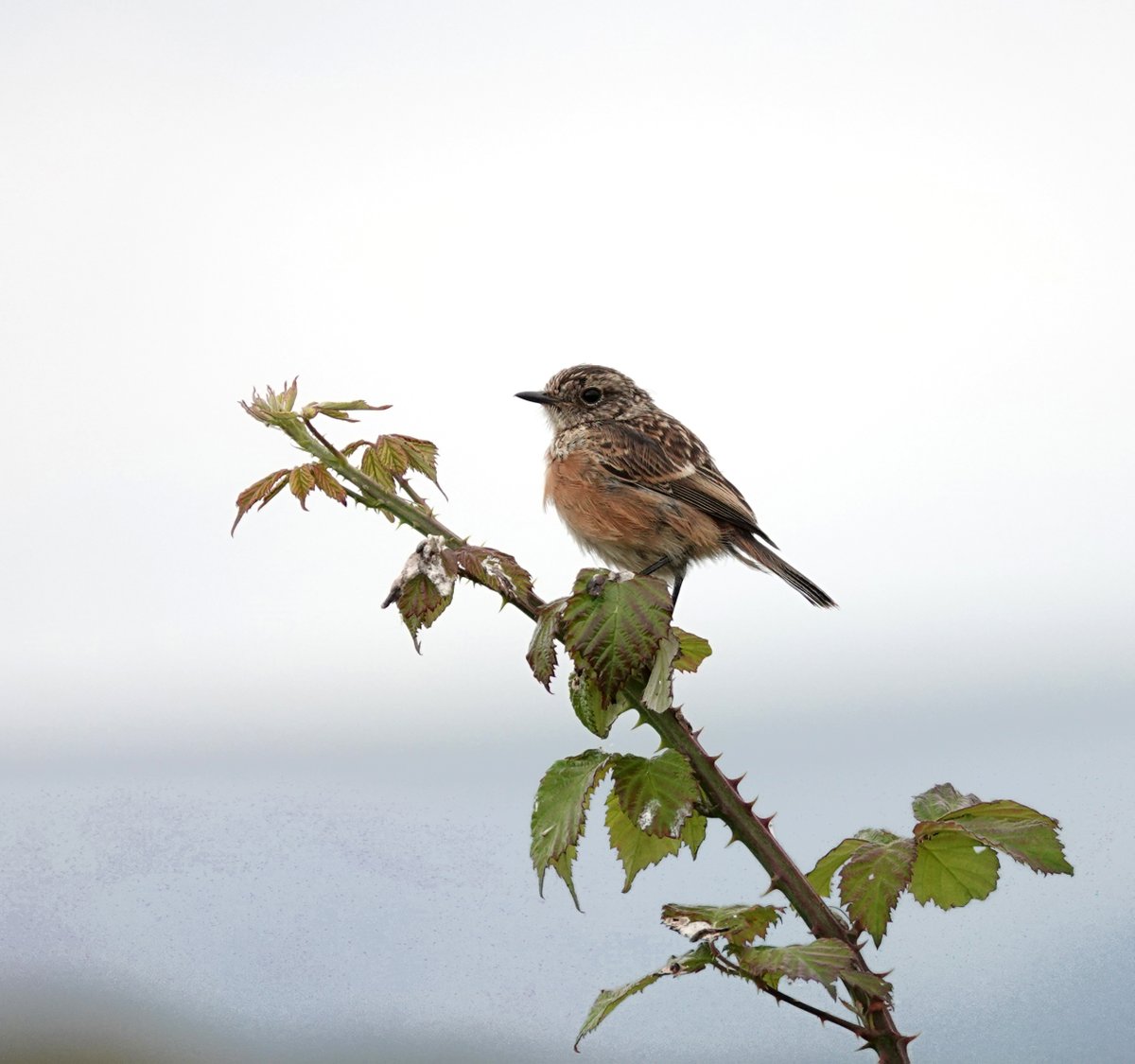 European Stonechats seem to have had a very good breeding season with some fairly recently fledged juveniles on show all over the reserve.