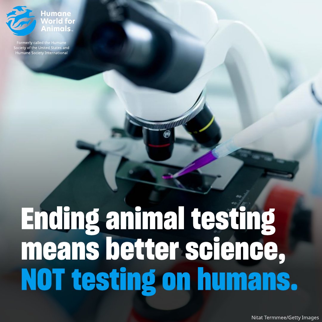 humaneworldeat's tweet image. #MythBusting A common misconception about ending animal testing is that it means starting painful experiments on humans. That’s simply not true!

Ending animal testing means replacing outdated methods with advanced animal-free tech, like organoids that use human cells &amp;amp; tissues.