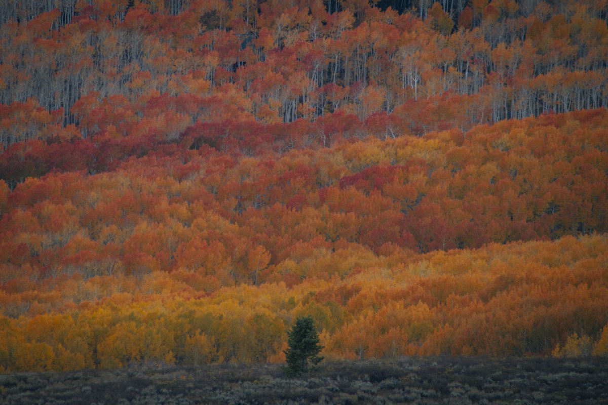 CodyMayer22's tweet photo. autumn in Utah https://t.co/9X9SNCk57D