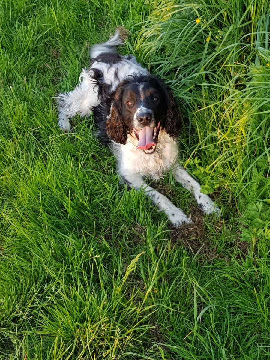 Steve Atkins tweet media