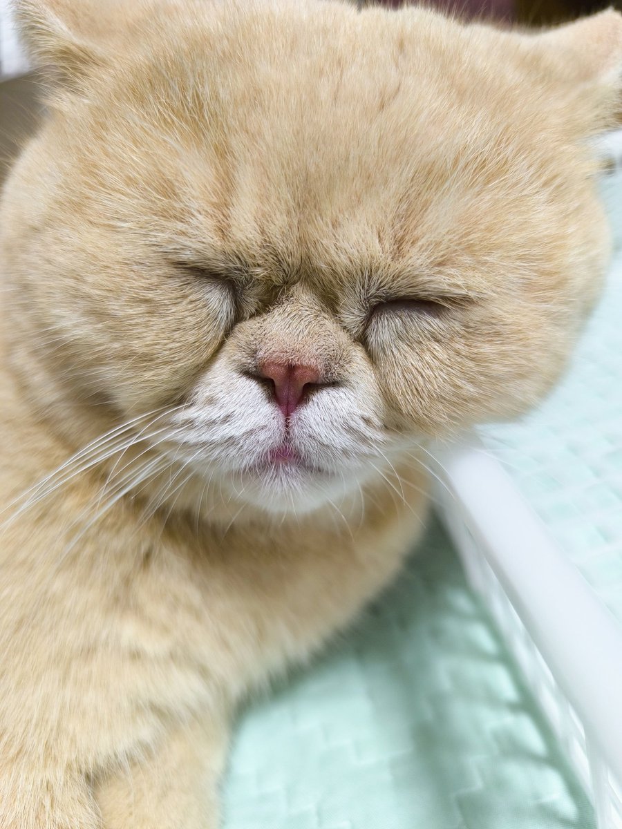 猫好きマー君 Mah-Coba's cat room - YouTube