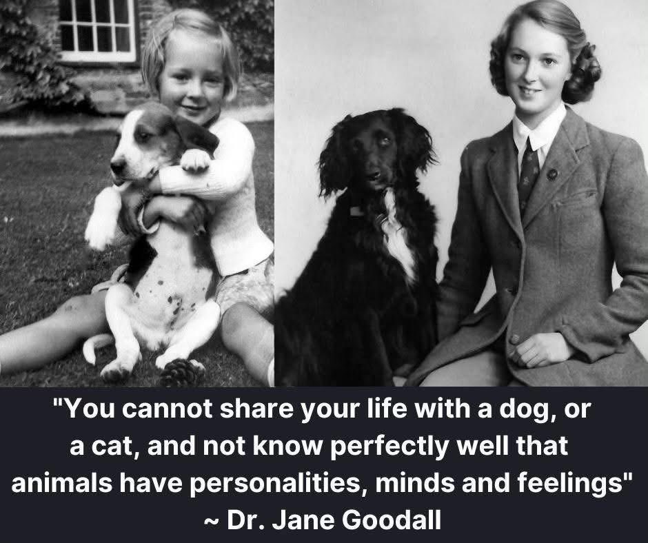 "My favorite animal altogether is a dog because dogs have taught me so much and dogs are so faithful, and dogs give unconditional love, and I don't like to think of a world without dogs."

Rest in peace, Dr. Jane Goodall.

April 3, 1934 - October 1, 2025